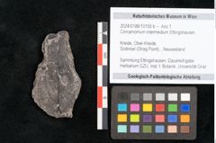 Foto (Objekt + Etikett) von Cinnamomum intermedium Ettingshausen (NHMW-GEO-2024-0188-10155b)